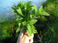 /album/decouvertes-en-balade/a3eme-tour-068-jpg/